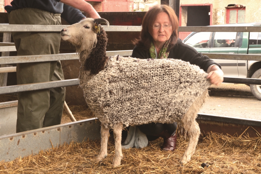 "Knitting the woolen jumper for the sheep I sheared", Sligo, Ireland, 2012 Courtesy of the artist