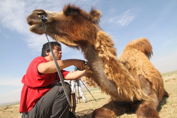 Shiro Masuyama, Process image from ‘Making a saddle for the Bactrian camel I sheared using its own wool’ 2015. NOTE this image will not be exhibited.jpg