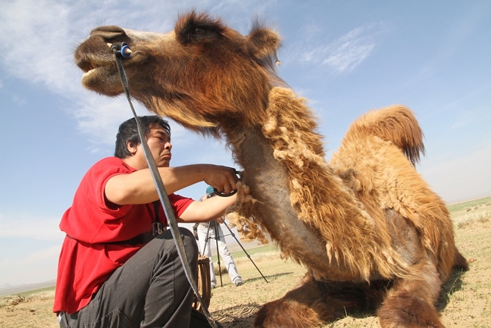 Small Shiro Masuyama, Process image from ‘Making a saddle for the Bactrian camel I sheared using its own wool’ 2015. NOTE this image will not be exhibited - Copy (2).jpg