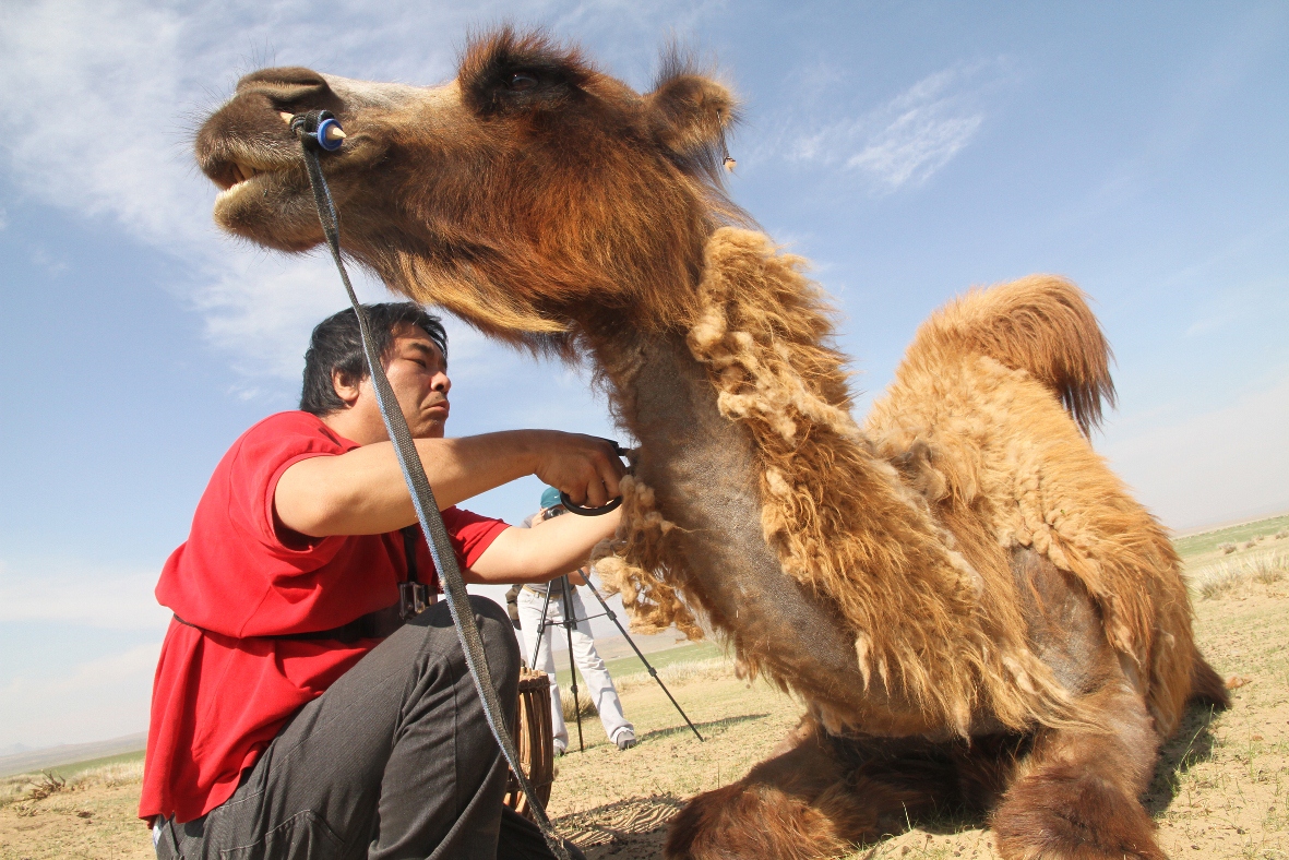Shiro Masuyama, Bactrian Camel Process image, 2015.jpg