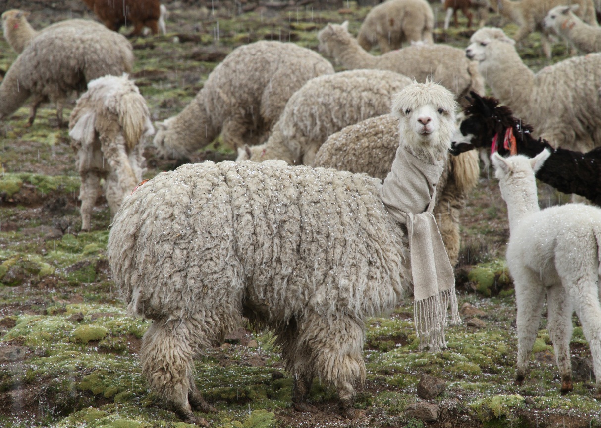 Weaving a scarf for the alpaca I sheared using its own wool, 2014.jpg