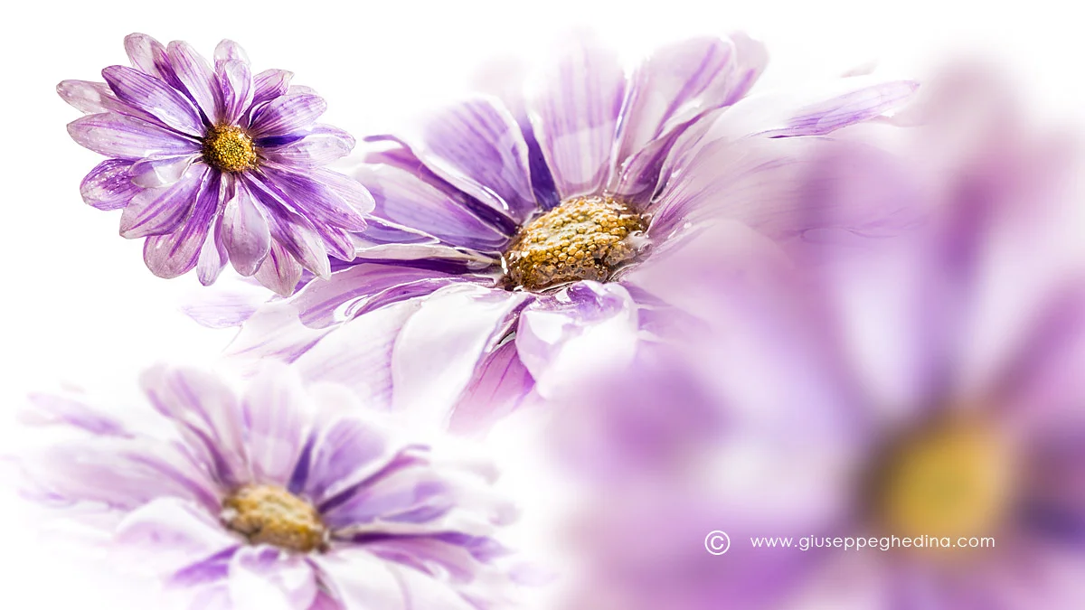 20130405_016_Copyright-Giuseppe-Ghedina.jpg
