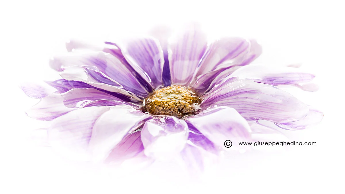 20130405_006_Copyright-Giuseppe-Ghedina.jpg
