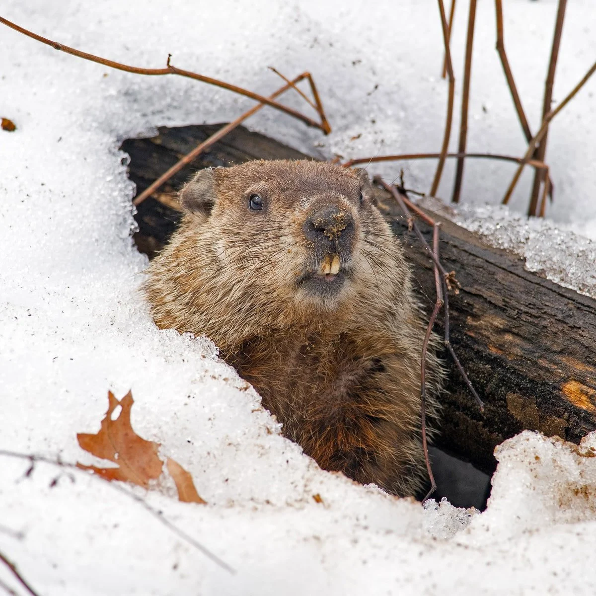 Wiarton Willie Predicts An Early Spring On Groundhog Day — PtboCanada