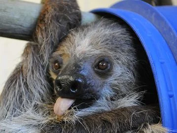 sloths.jpg