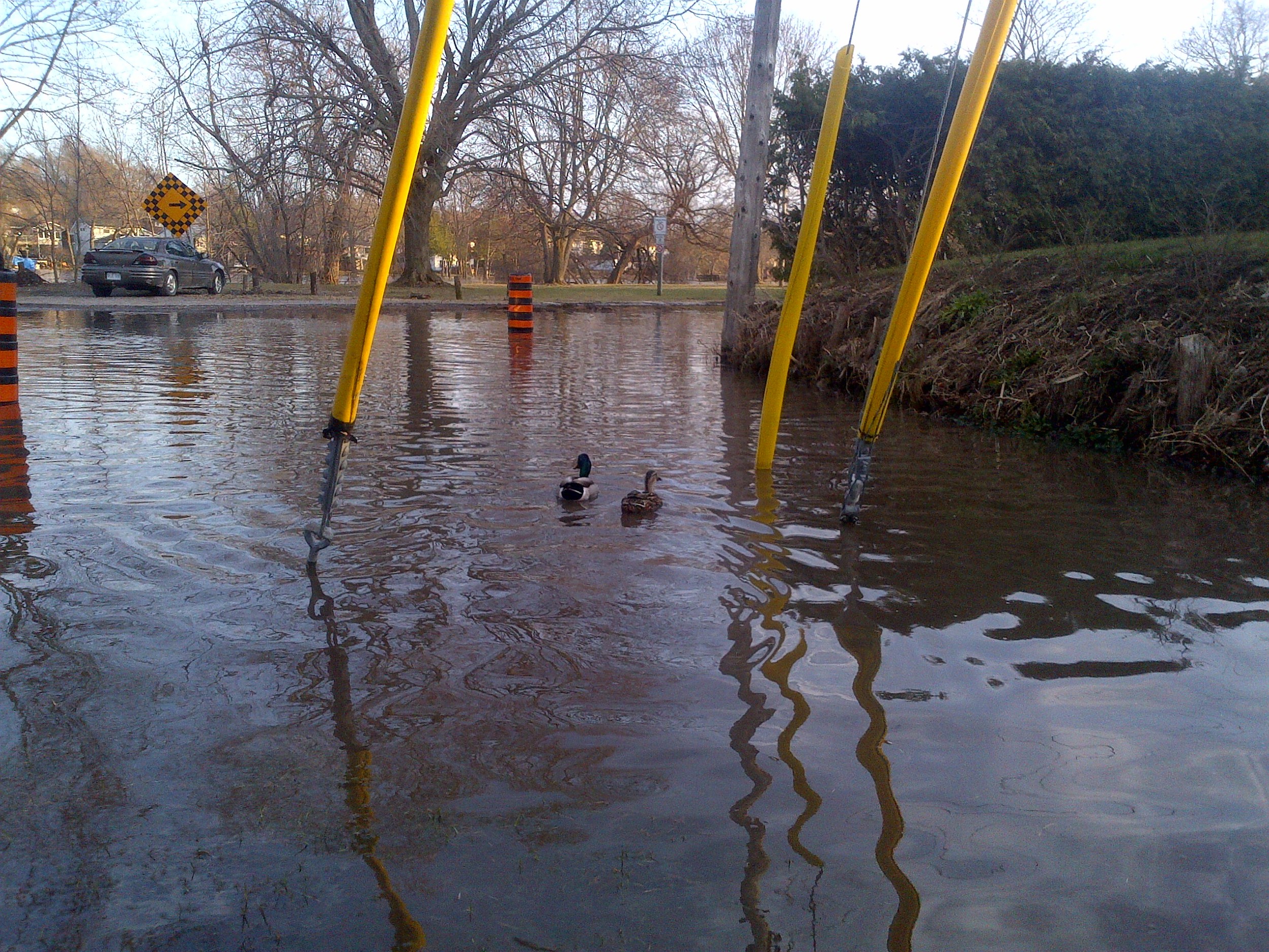 Ducks on McKellar