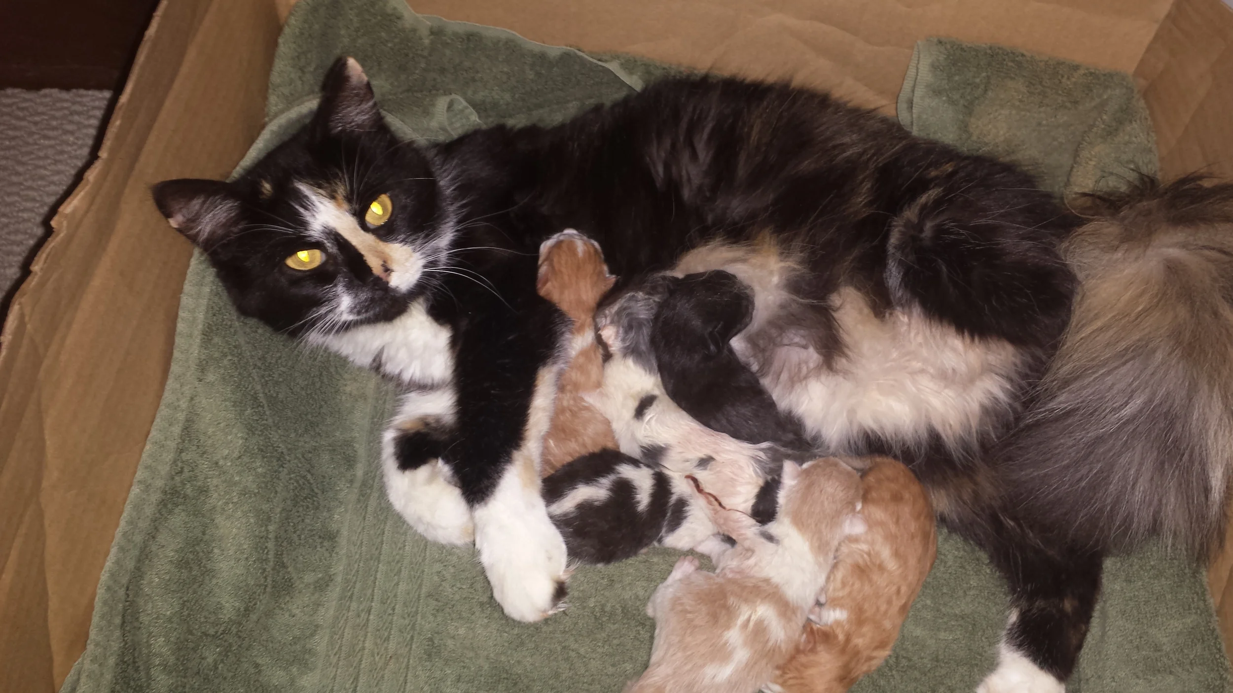 Leia and Star Wars kitties resting comfortably today