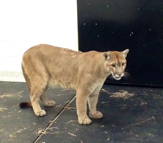 Photos of Charlie via Riverview Park & Zoo Facebook page