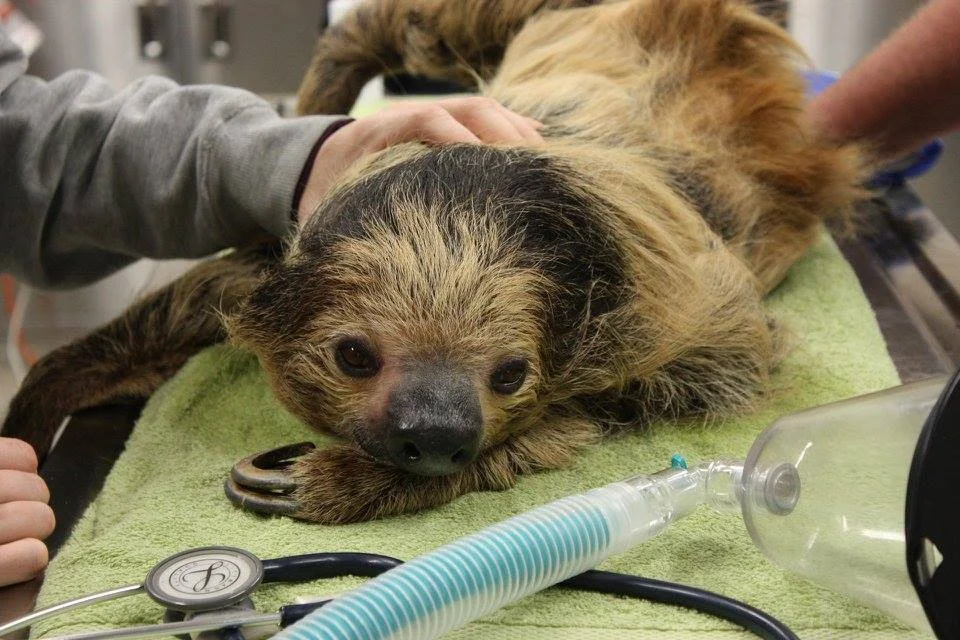 Here Are Animals Getting Their Annual Physical Exams At Riverview Park & Zoo