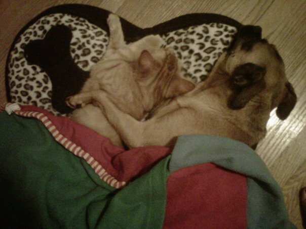 Georgie misses his buddy Chester