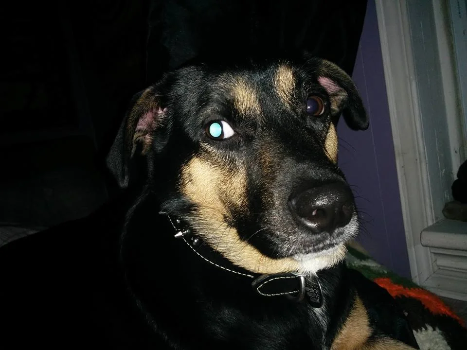 UPDATED POST: Peterborough Dog Tia Is Home Safe 