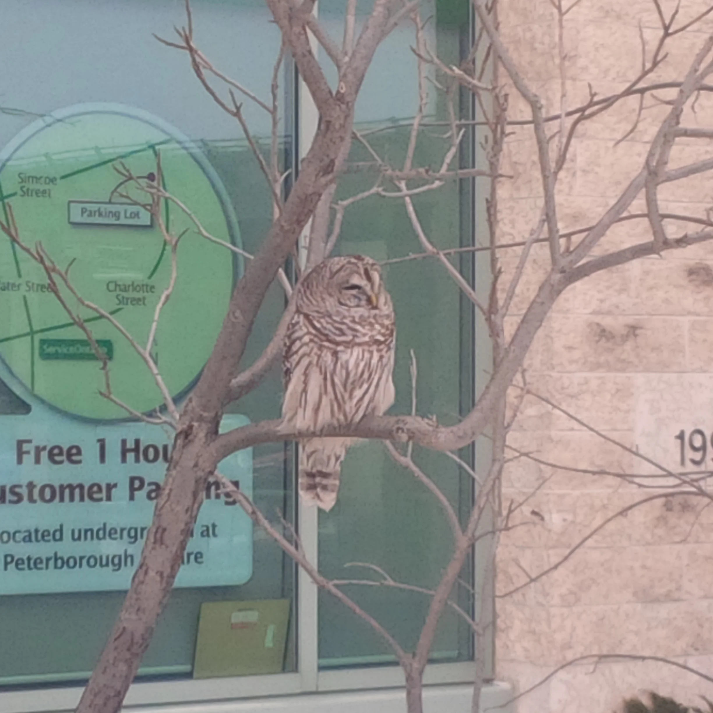 An Owl Parks Itself At The Ministry Of Natural Resources Building In Peterborough