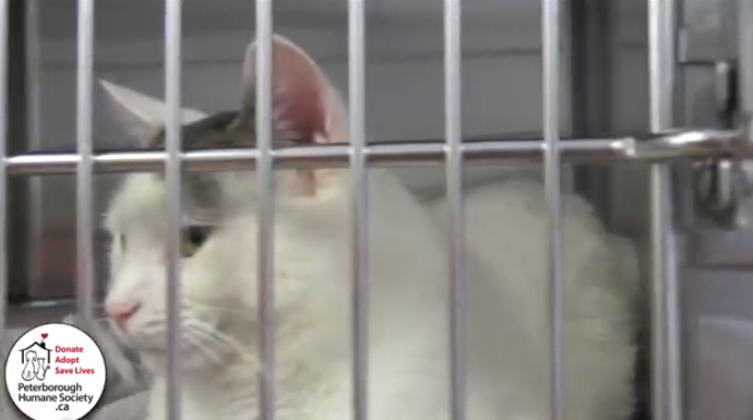 Peterborough Humane Society PSA: Donate/Adopt/Save Lives 