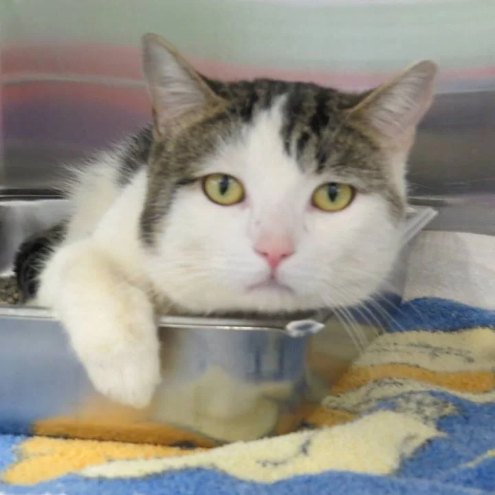 Agent Coulson & Other Cats Waiting To Be Adopted At Peterborough Humane Society