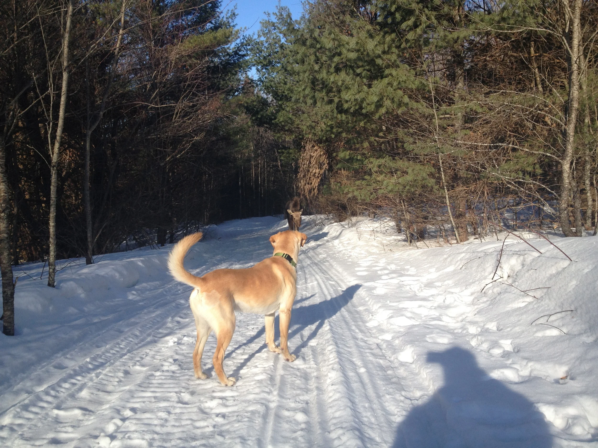 George meeting a moose on same trail where he died