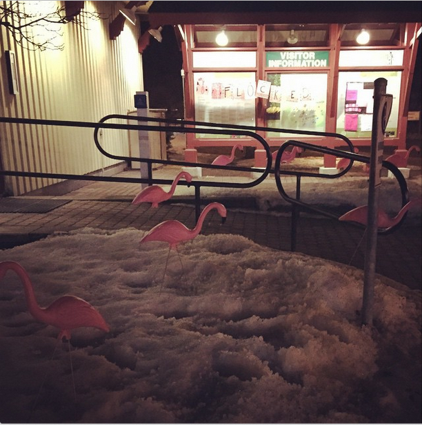 There Are Pink Flamingos Popping Up Around The City 