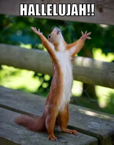 Even squirrels are excited