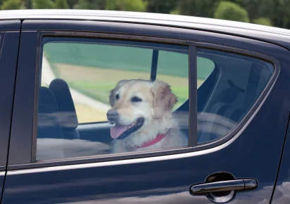 Hot Cars Can Kill: What To Do If You See A Pet In A Hot Car