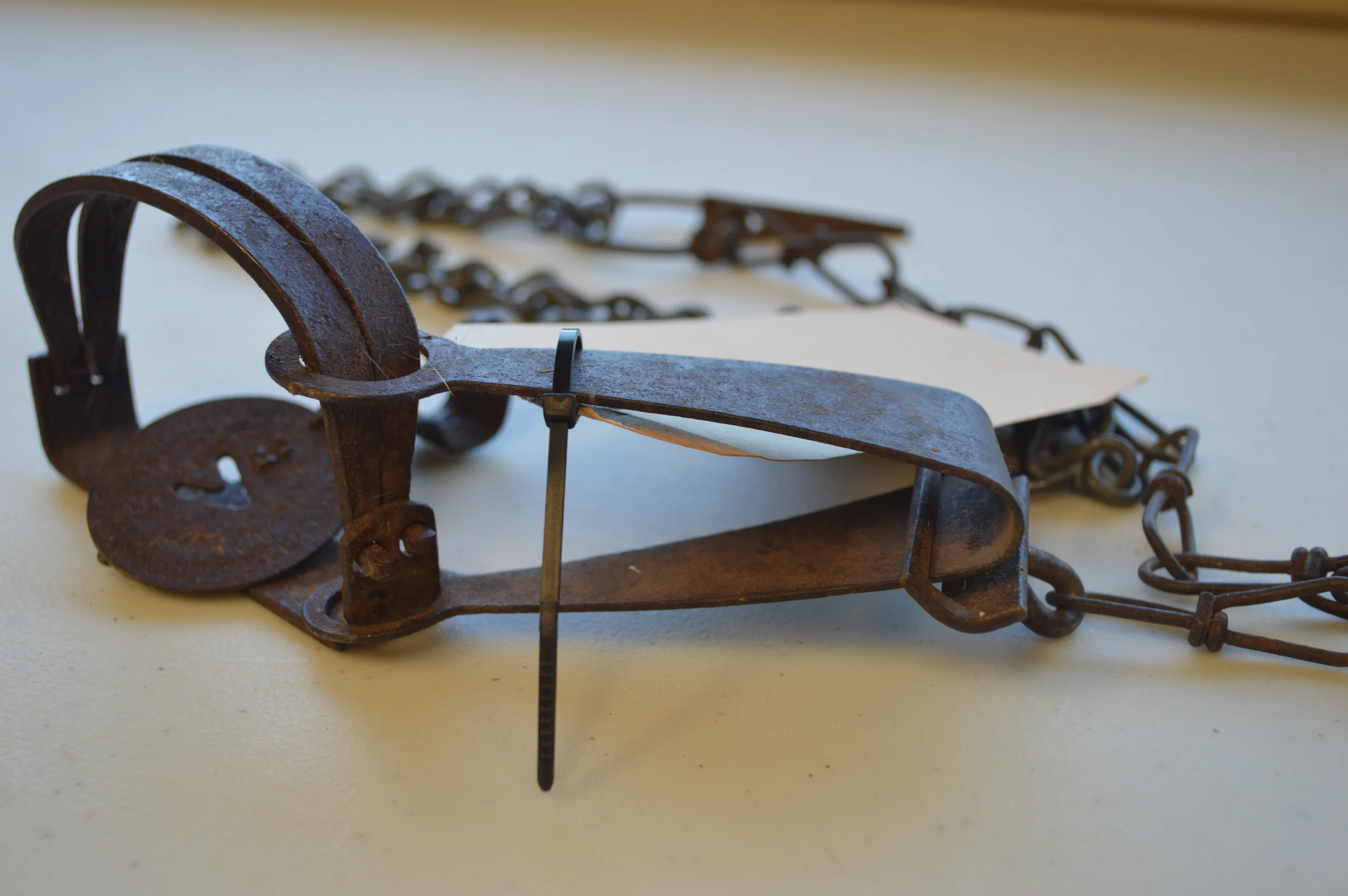 A Rabbit Died In Peterborough After Being Caught In An Illegal Trap