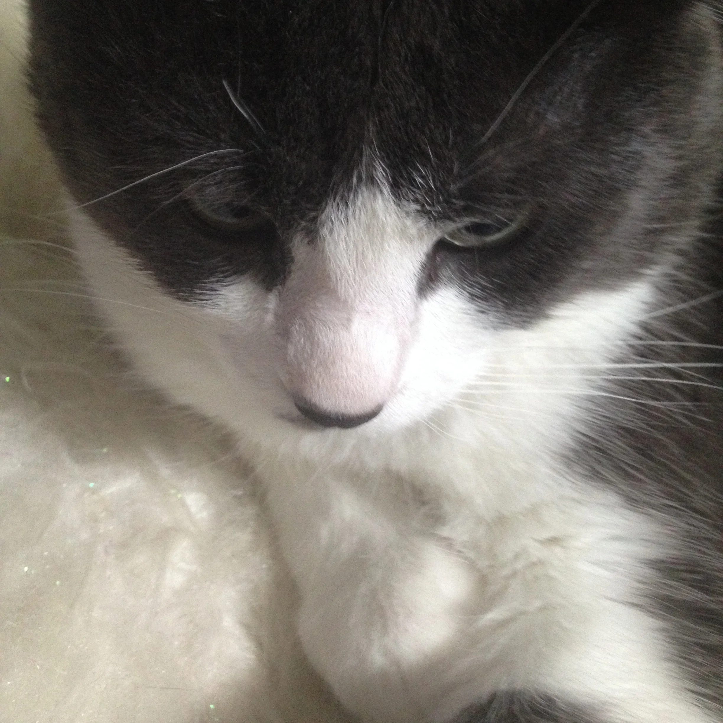 Sumo: Adopted from the Peterborough Humane Society