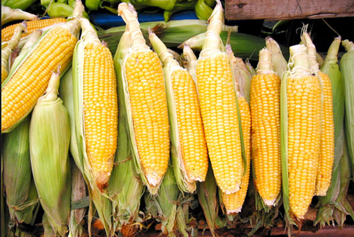There Is A Corn Fest This Wednesday At Peterborough Downtown Farmers' Market