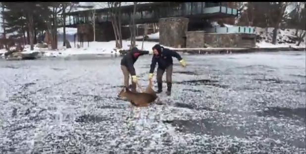 Two Guys Are Heroes After Saving A Deer Stuck On The Ice On Stony Lake 
