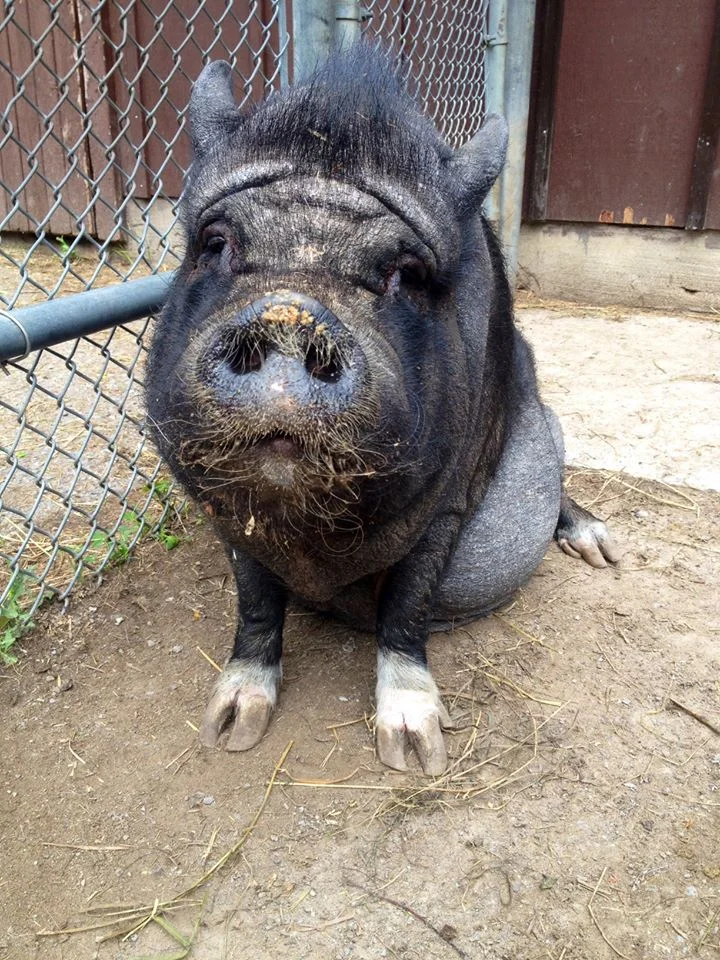 Penelope The Pot Bellied Pig Has Passed Away 