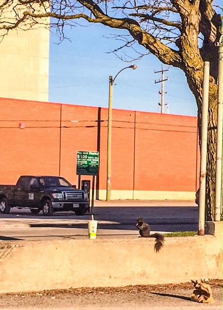 We're hoping the squirrel put his McDonald's bag in garbage. No littering.