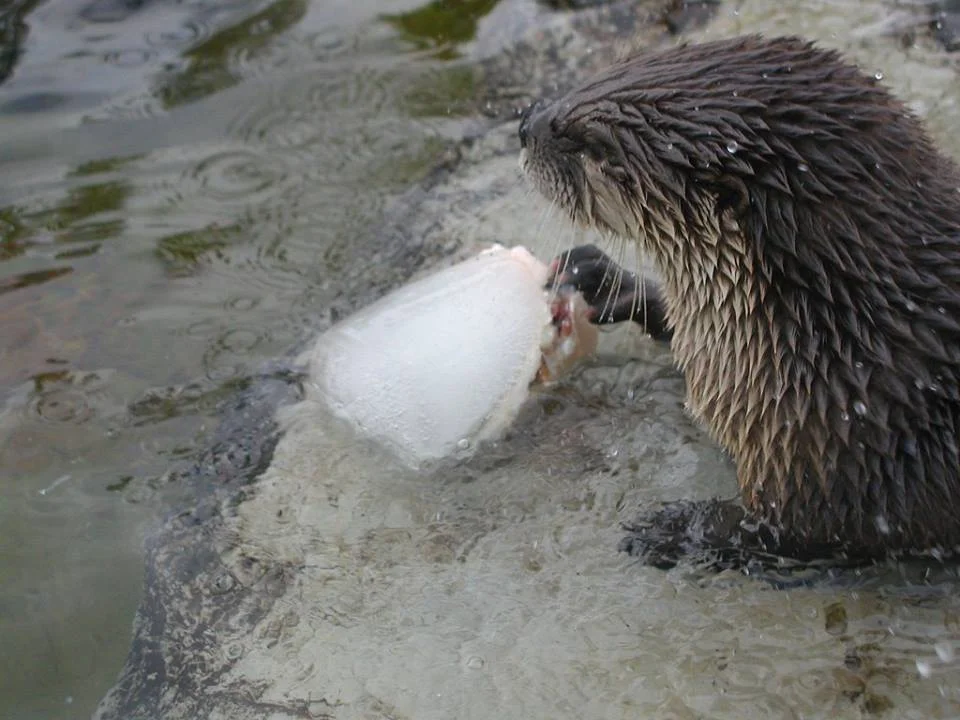 The Zoo's Beloved River Otter Splash Has Passed Away