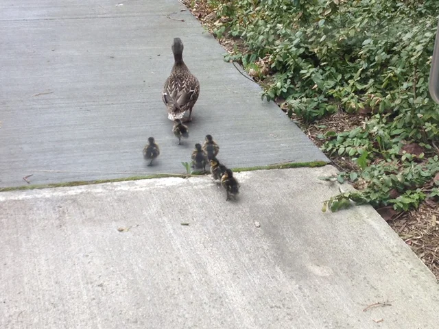 Photo by Aaron Elliott, April 2016