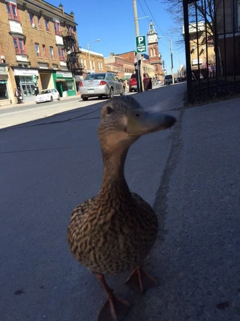 Photo by Scott Arnold, April 2016