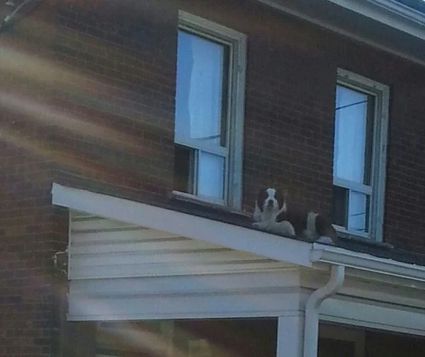 The Dog Days Of Summer Land On Peterborough Roof 