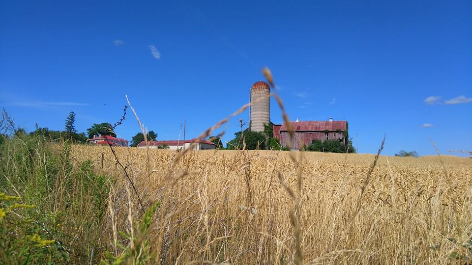Walton Wood Farm