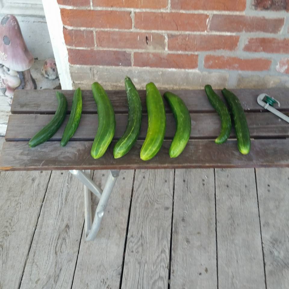 One of the yields from the first harvest in the garden