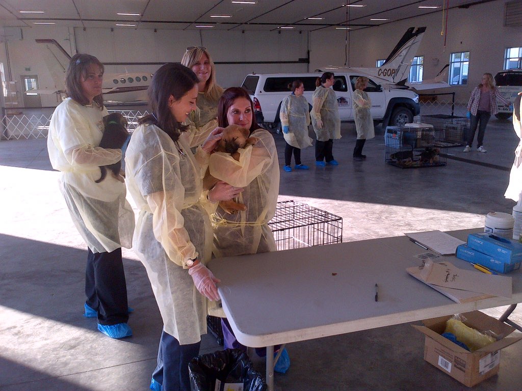 A Plane Carrying 59 Dogs Looking For Forever Homes Just Arrived In Peterborough From Big Trout Lake First Nation