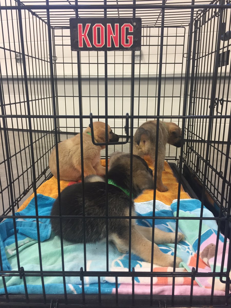 Some of the puppies arriving at Peterborough Airport (photo via @ontariospca )