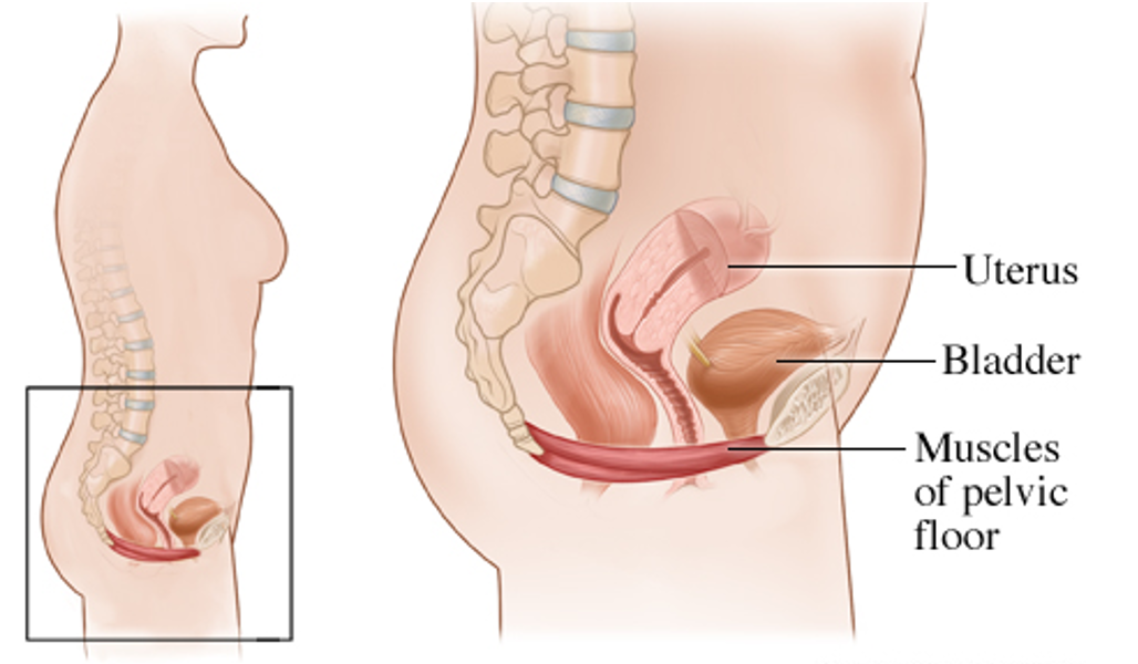 PTBOCanada Featured Post: Why Pelvic Health Physiotherapy Is More Than Just Doing Your Kegels — PtboCanada