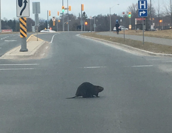 Here's A Beaver Heading To The Hospital In Peterborough