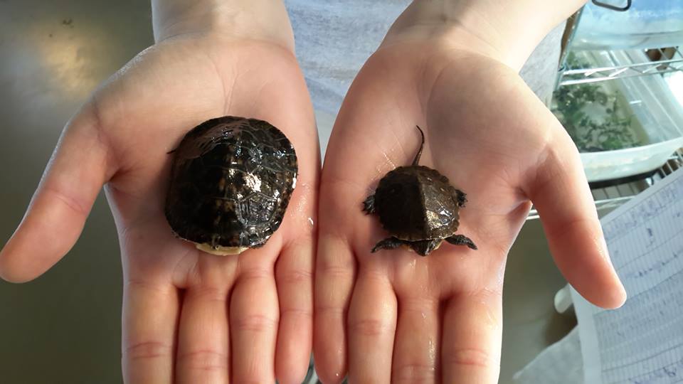 This shows the difference in size between the hatchlings from her first clutch (on the left) and those from her second clutch (on the right).
