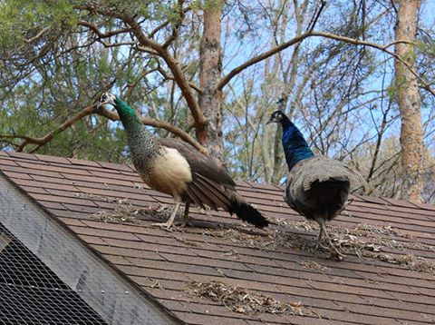 Peafowl chillin' out