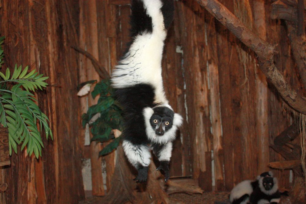 Night At The Zoo 