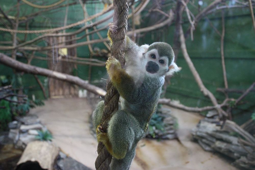 Parks Canada is not monkeying around with its Night At The Zoo