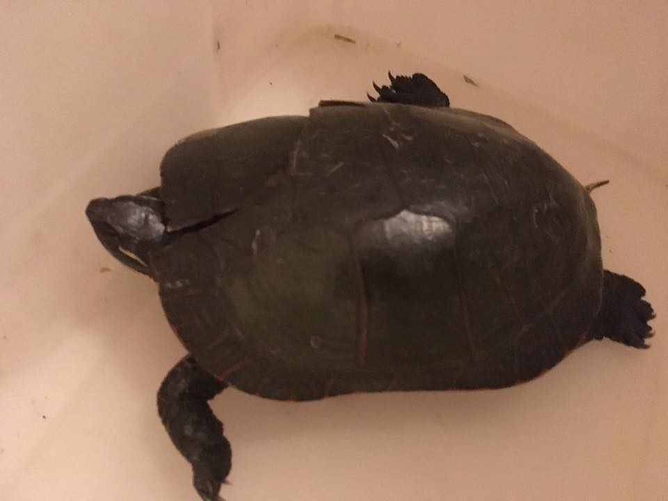 Injured turtle brought in