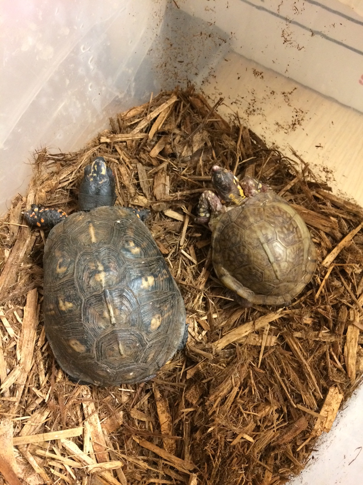 UPDATED POST: Someone Stole Jackson And Chubby From The Riverview Park & Zoo 