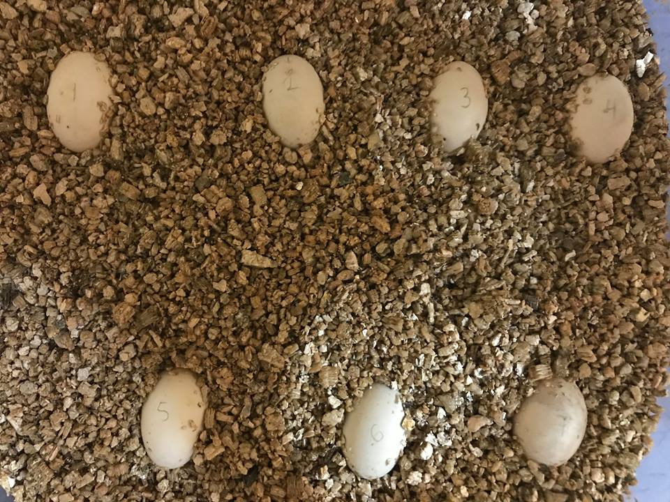 Painted turtle eggs