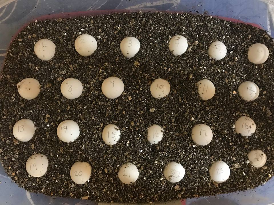 Snapping turtle eggs