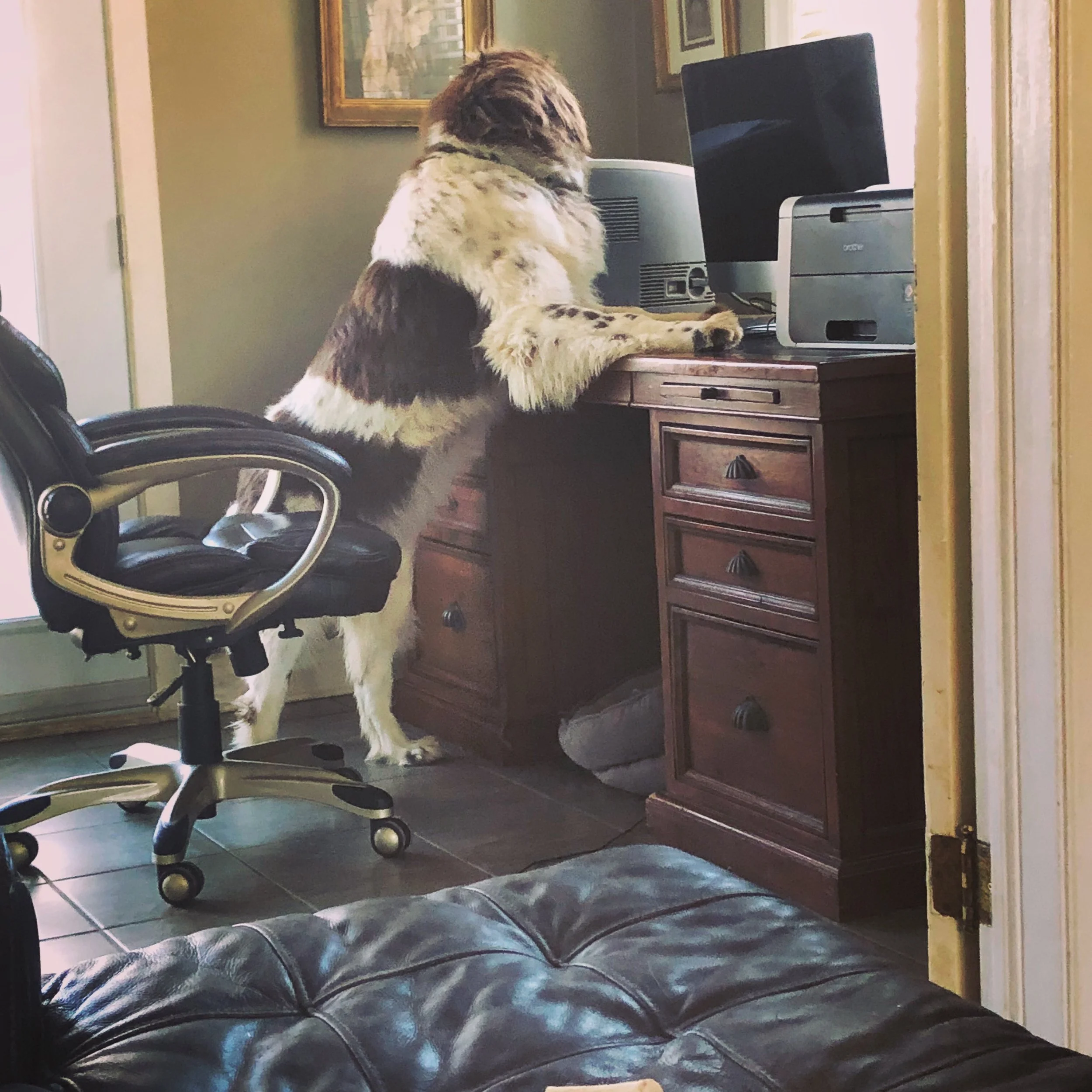 Rosie surfing the internet