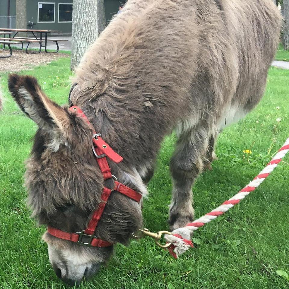 Beloved Zoo Donkey Pedro Passes Away