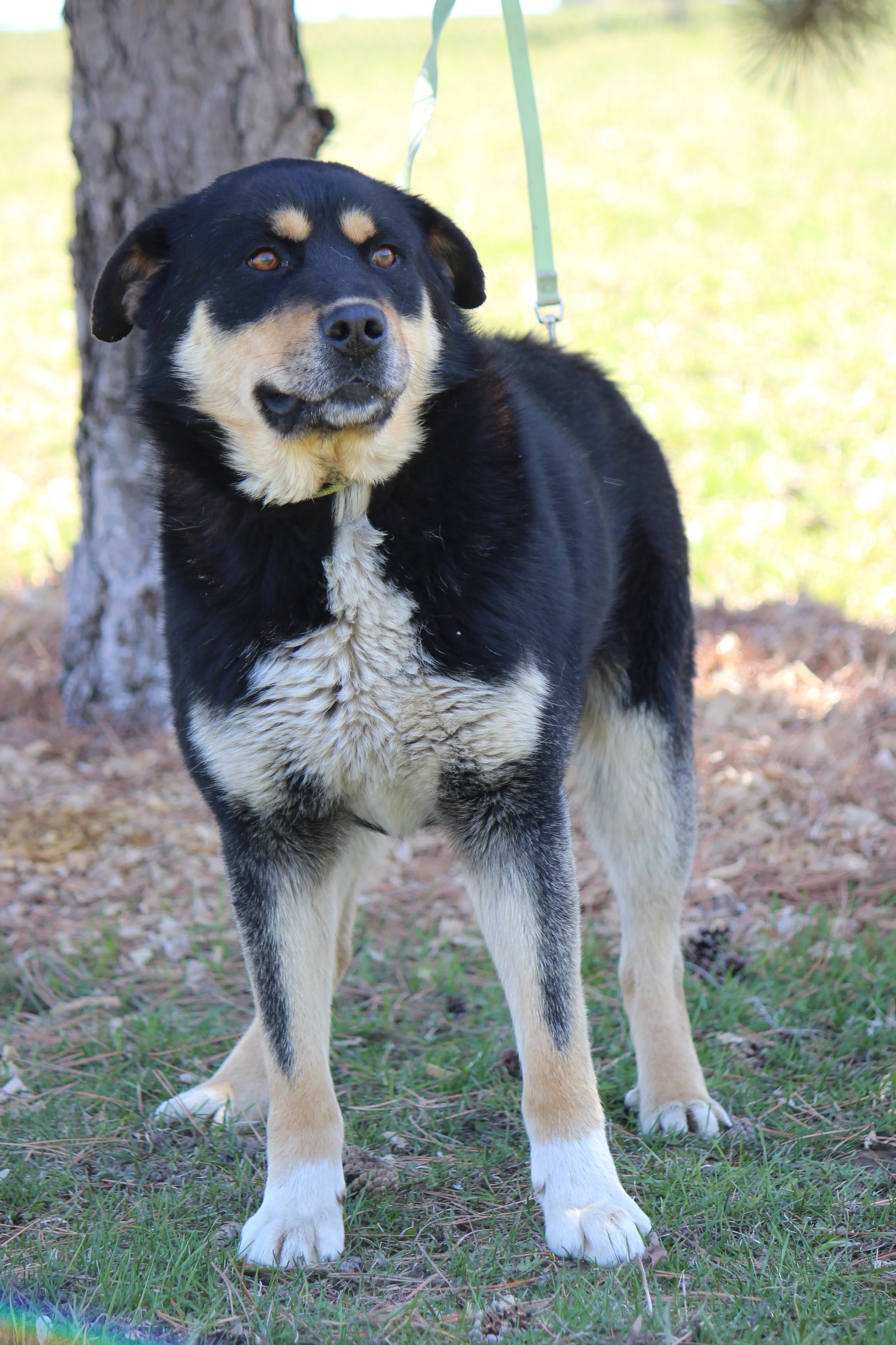 Peterborough Humane Society Receives 4 Dogs Through Partnership With