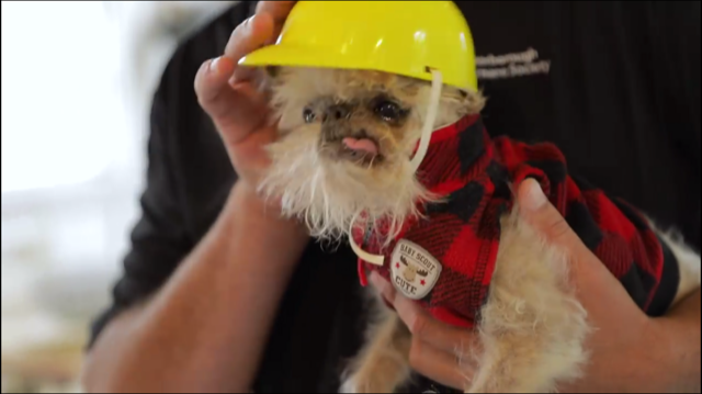  PTBOCanada Featured Video Post: Owen The Griff Is Influencer For Peterborough Humane Society's Our Pet Project Campaign 